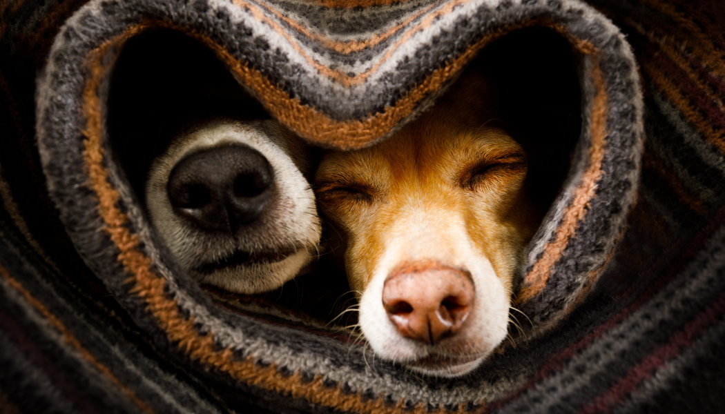Pet Treats & Oils