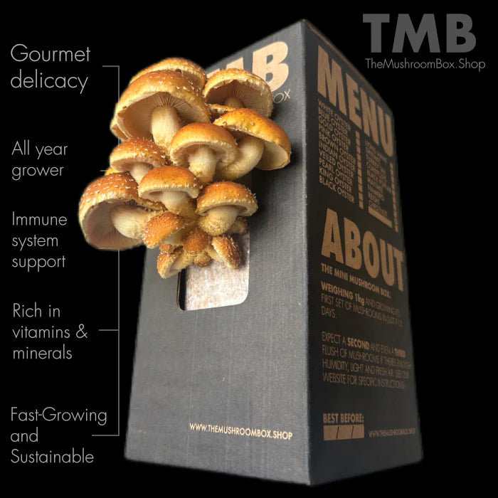 Chestnut Mushroom Box