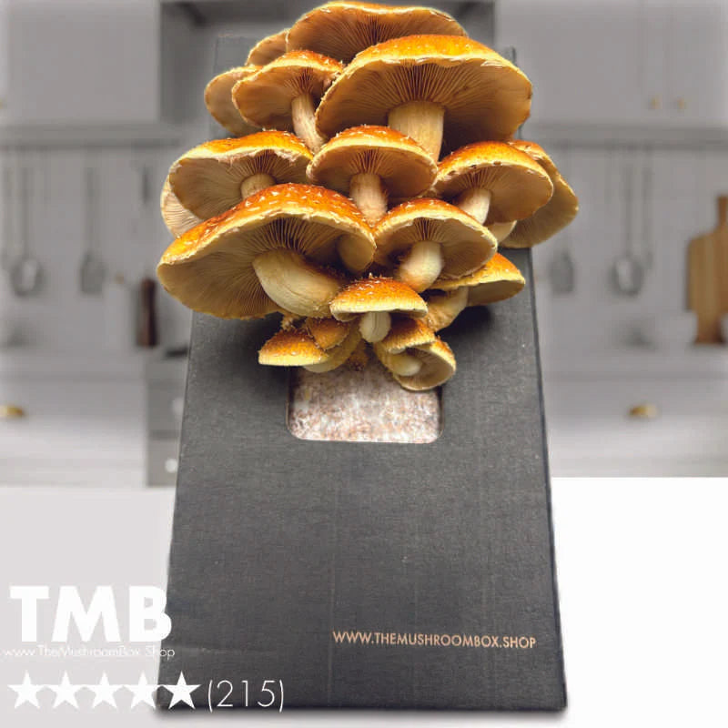 Chestnut Mushroom Box