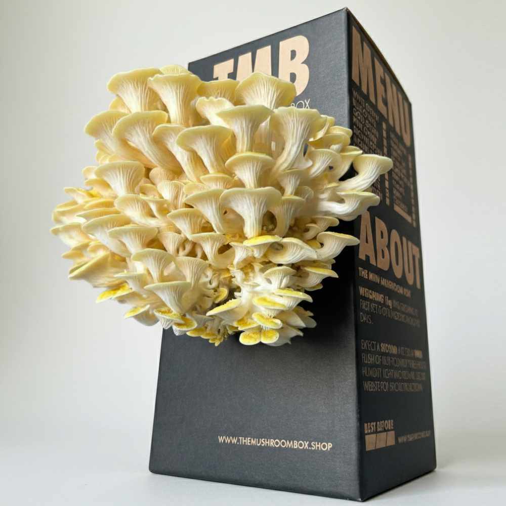 Golden Oyster Mushroom Box