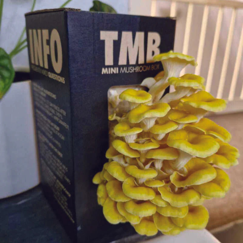 Golden Oyster Mushroom Box