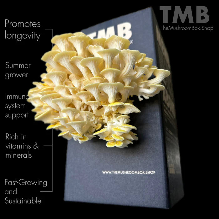 Golden Oyster Mushroom Box