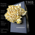Golden Oyster Mushroom Box