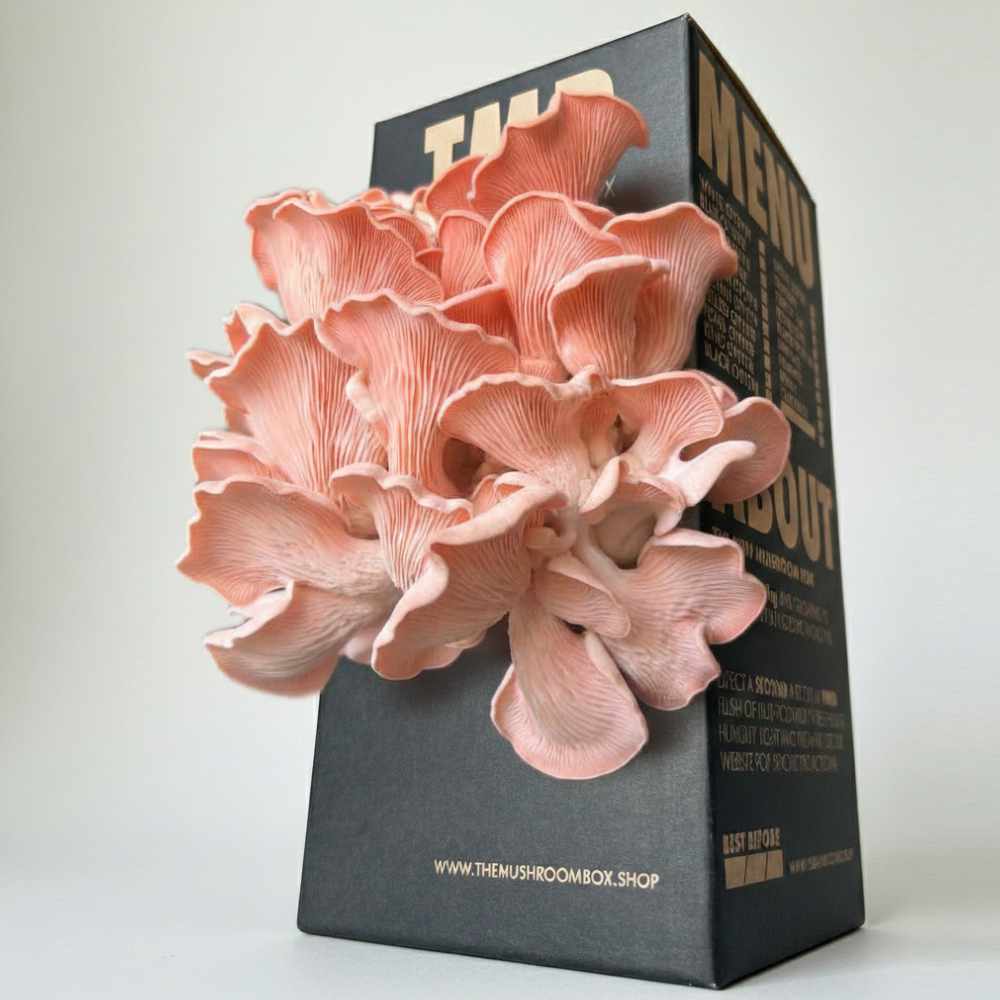 Pink Oyster Mushroom Box