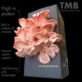 Pink Oyster Mushroom Box