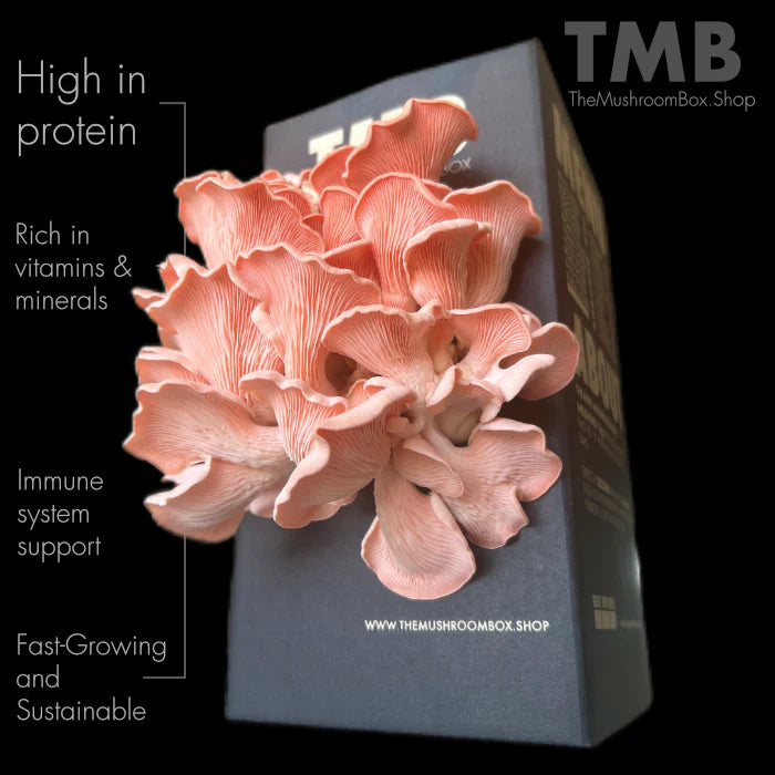 Pink Oyster Mushroom Box