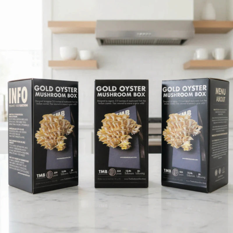 Golden Oyster Mushroom Box