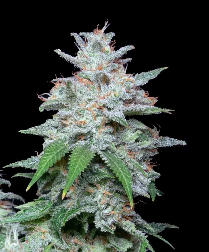Slurricane