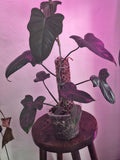 Philodendron Violin Green Cuttings