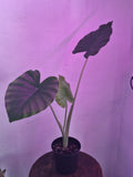 Alocasia Gageana