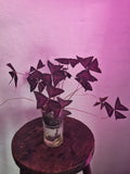 Oxalis Triangularis