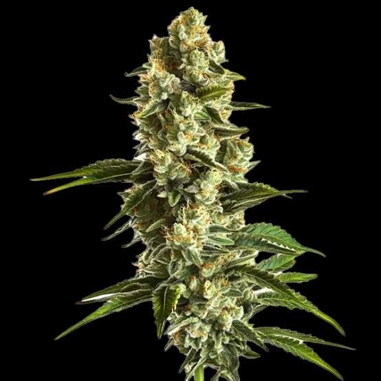 Banana OG