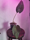 Alocasia Regal Shield x Odora
