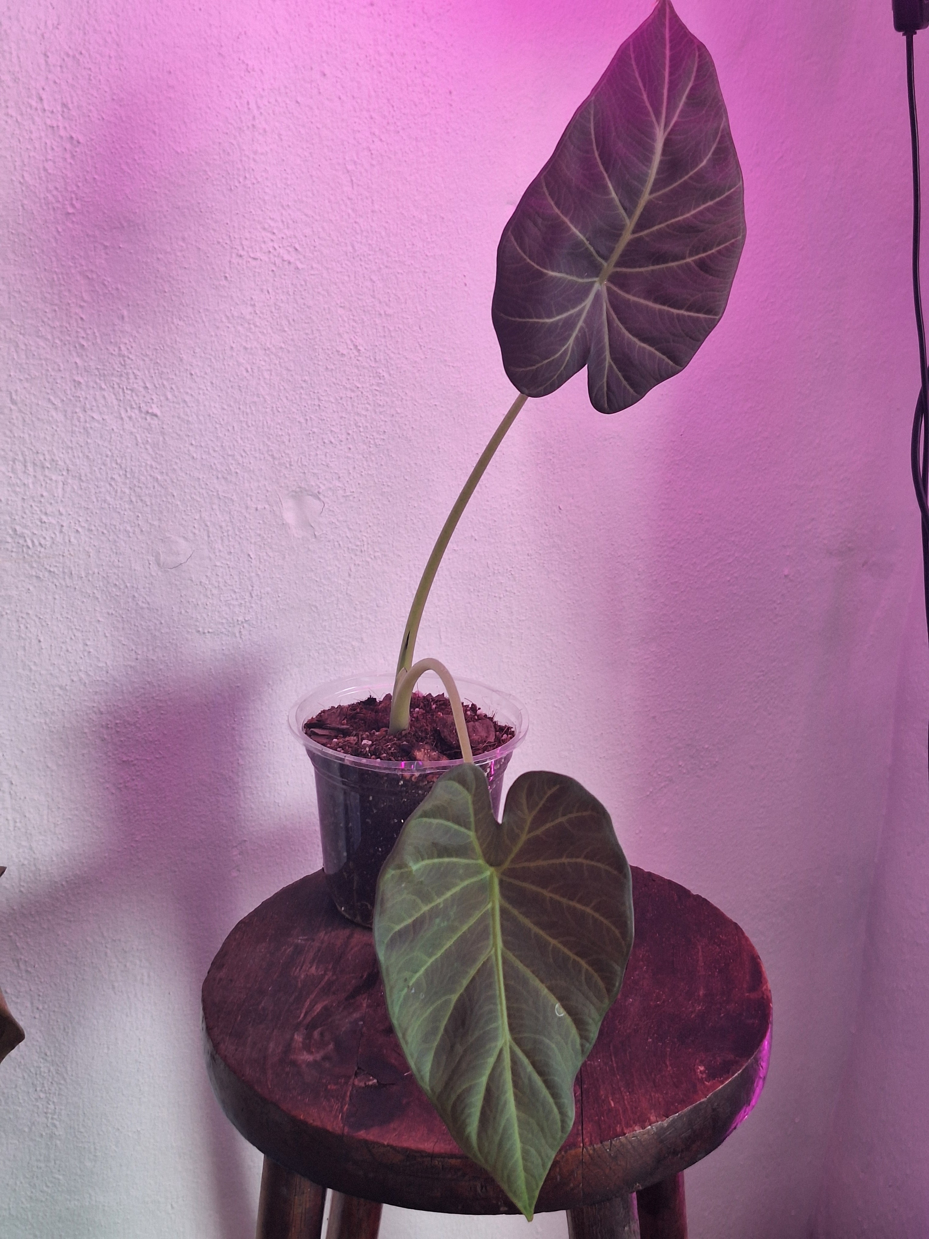 Alocasia Regal Shield x Odora