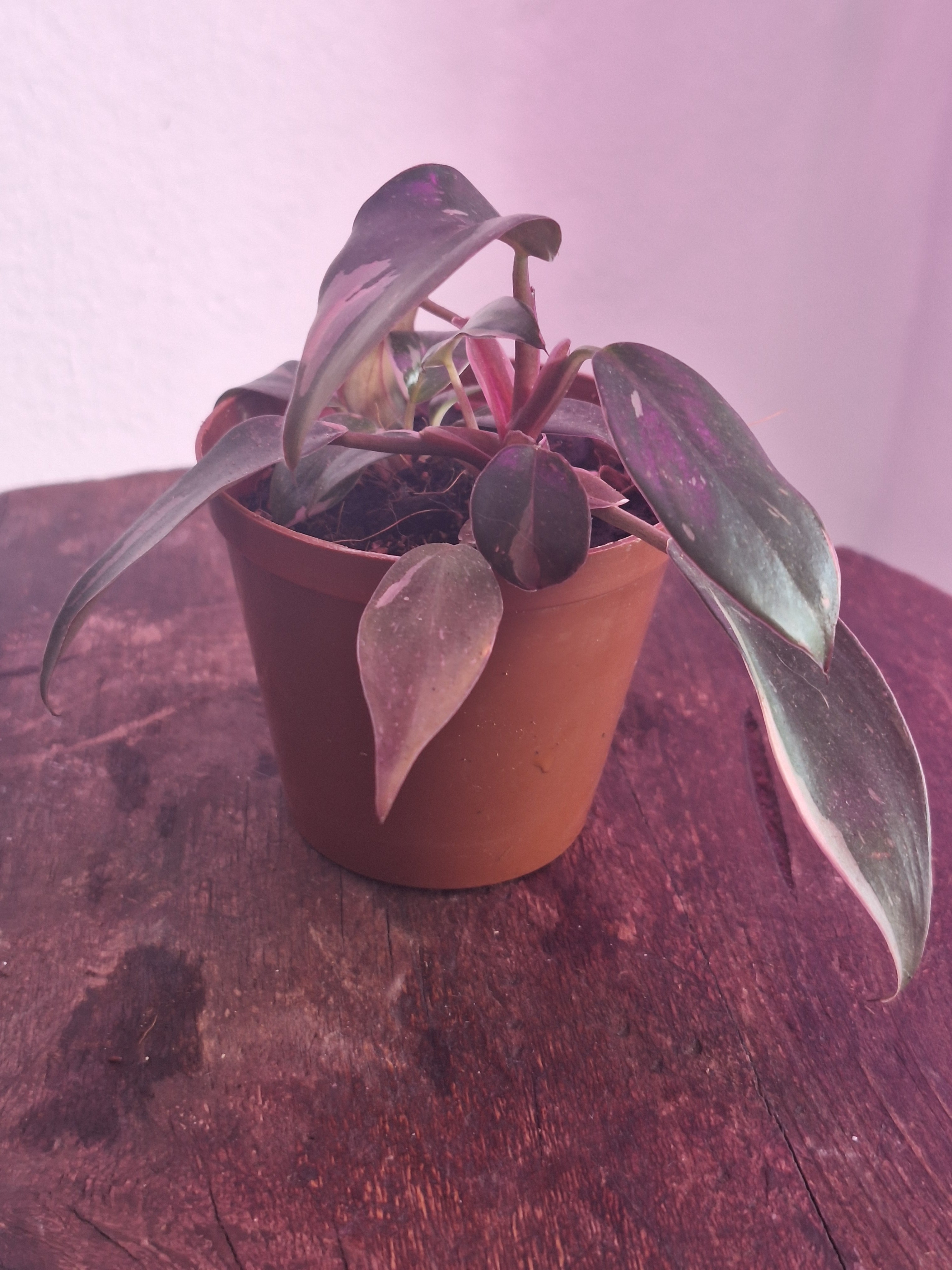 Philodendron Pink Princess