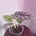 Alocasia Dragon Scale