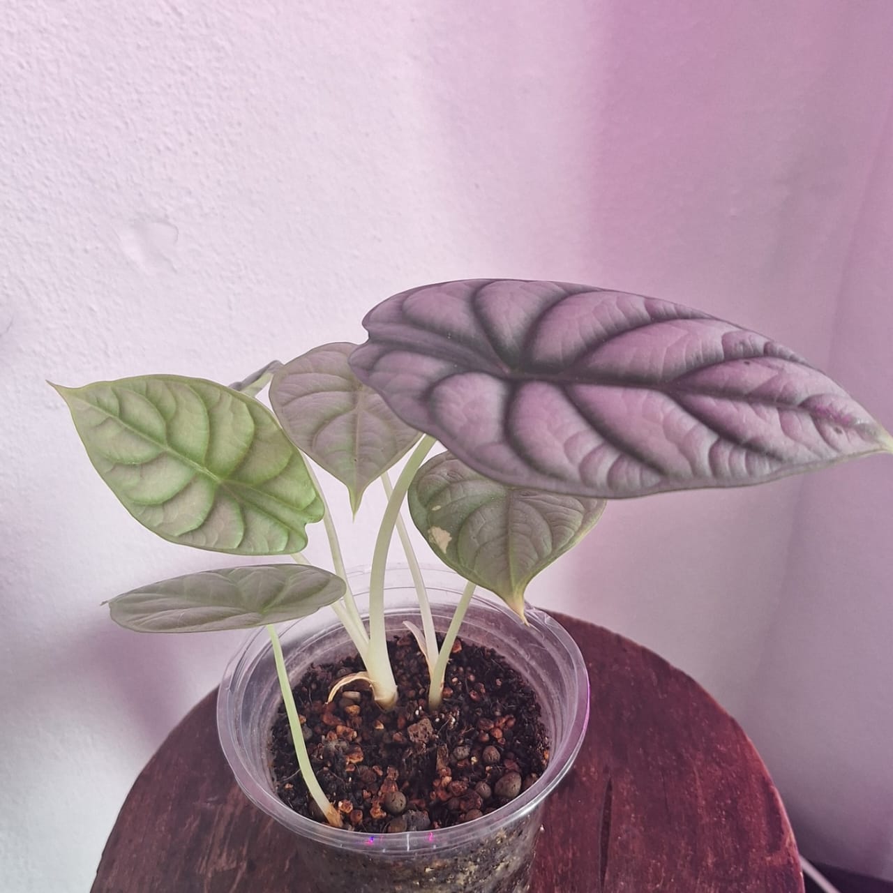 Alocasia Dragon Scale