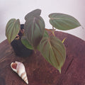 Philodendron Micans