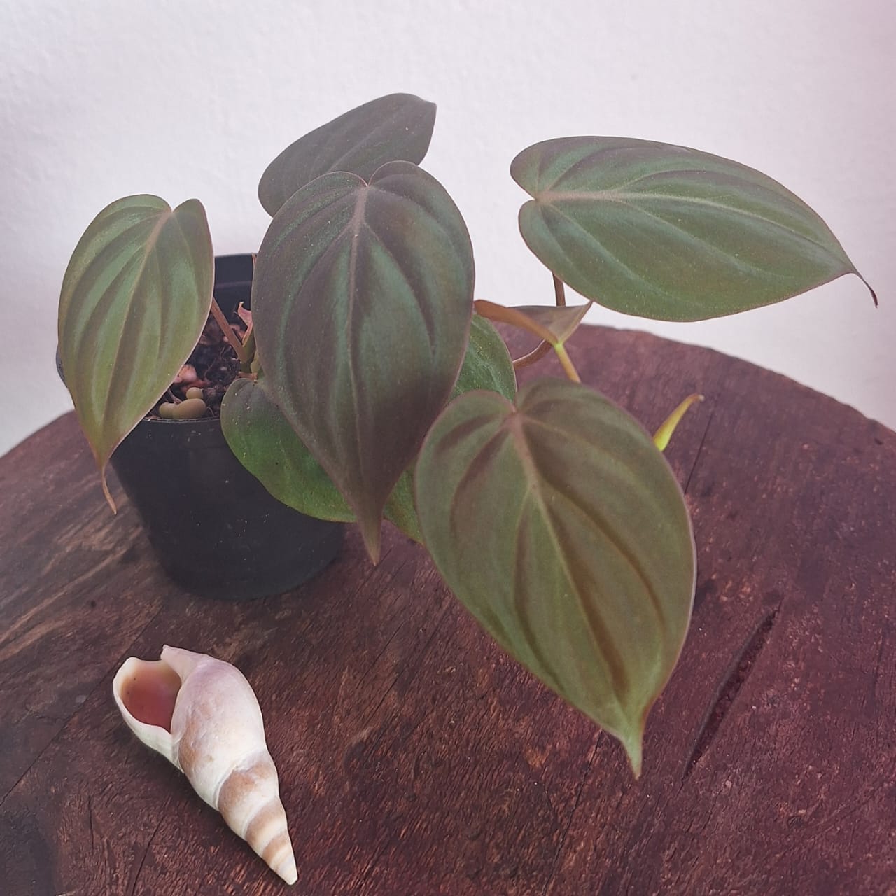 Philodendron Micans