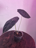 Alocasia Sedenii