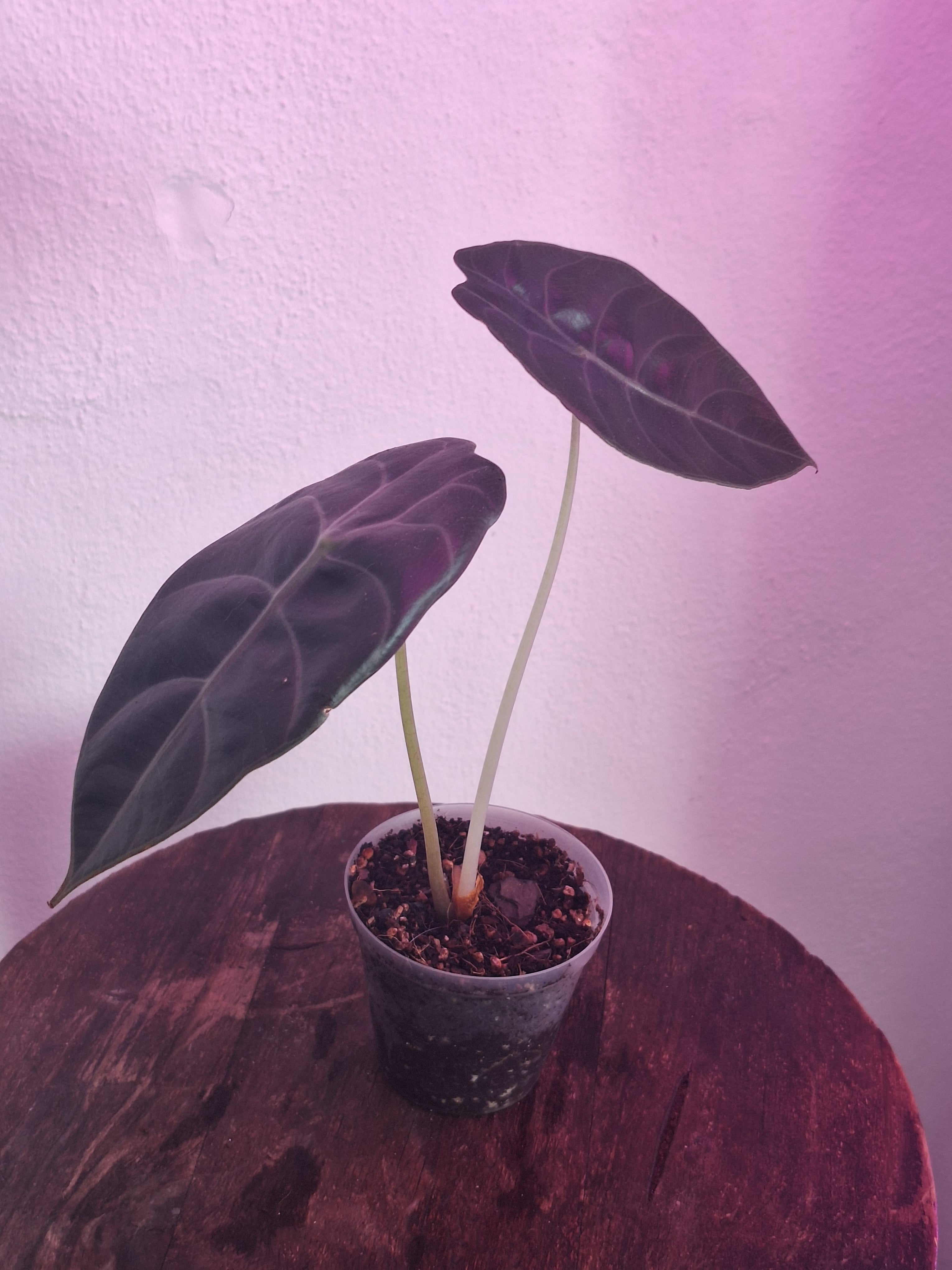 Alocasia Sedenii