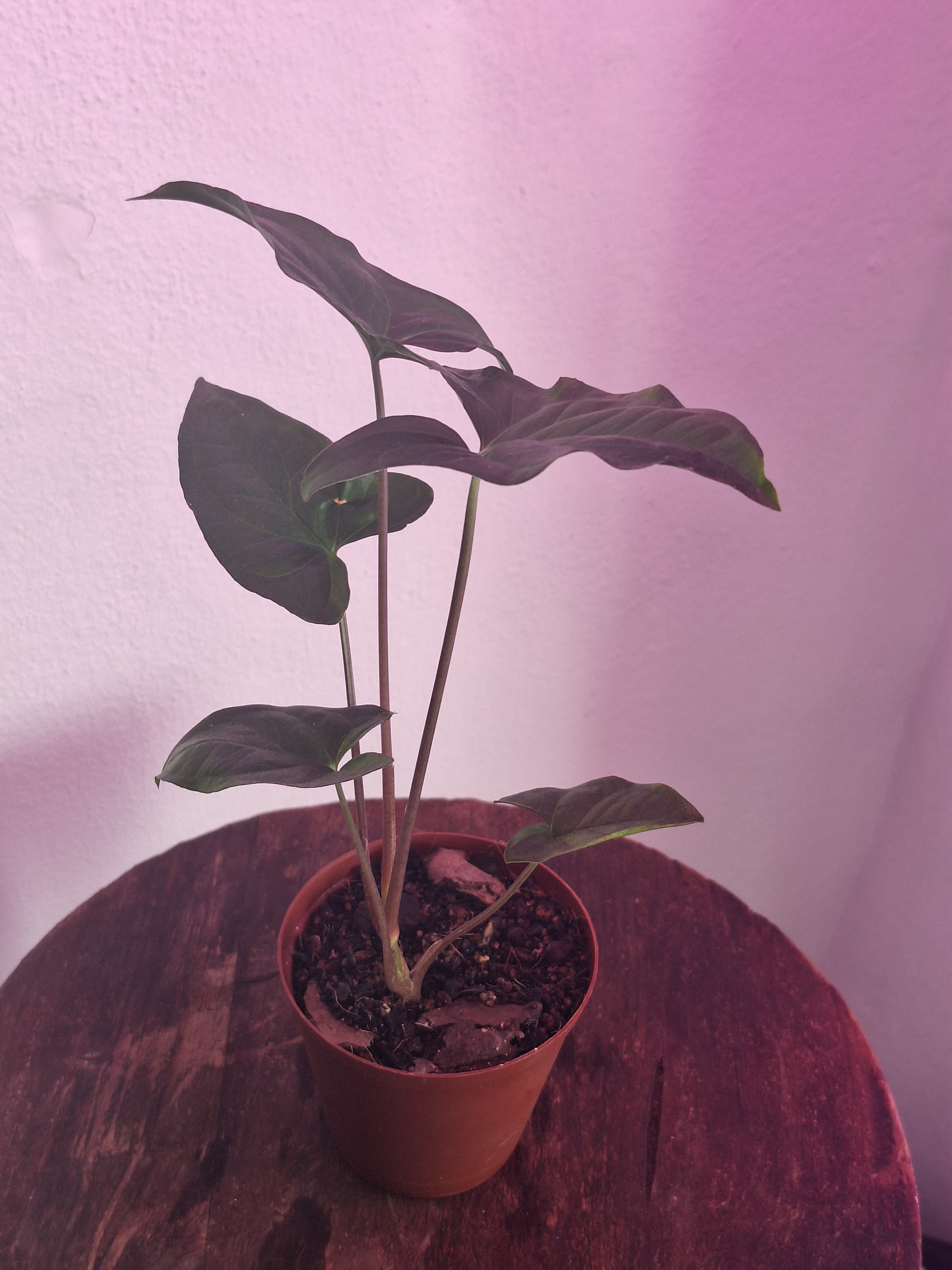 Syngonium Green