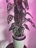 Monstera Adansonii Cuttings