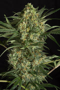Critical +