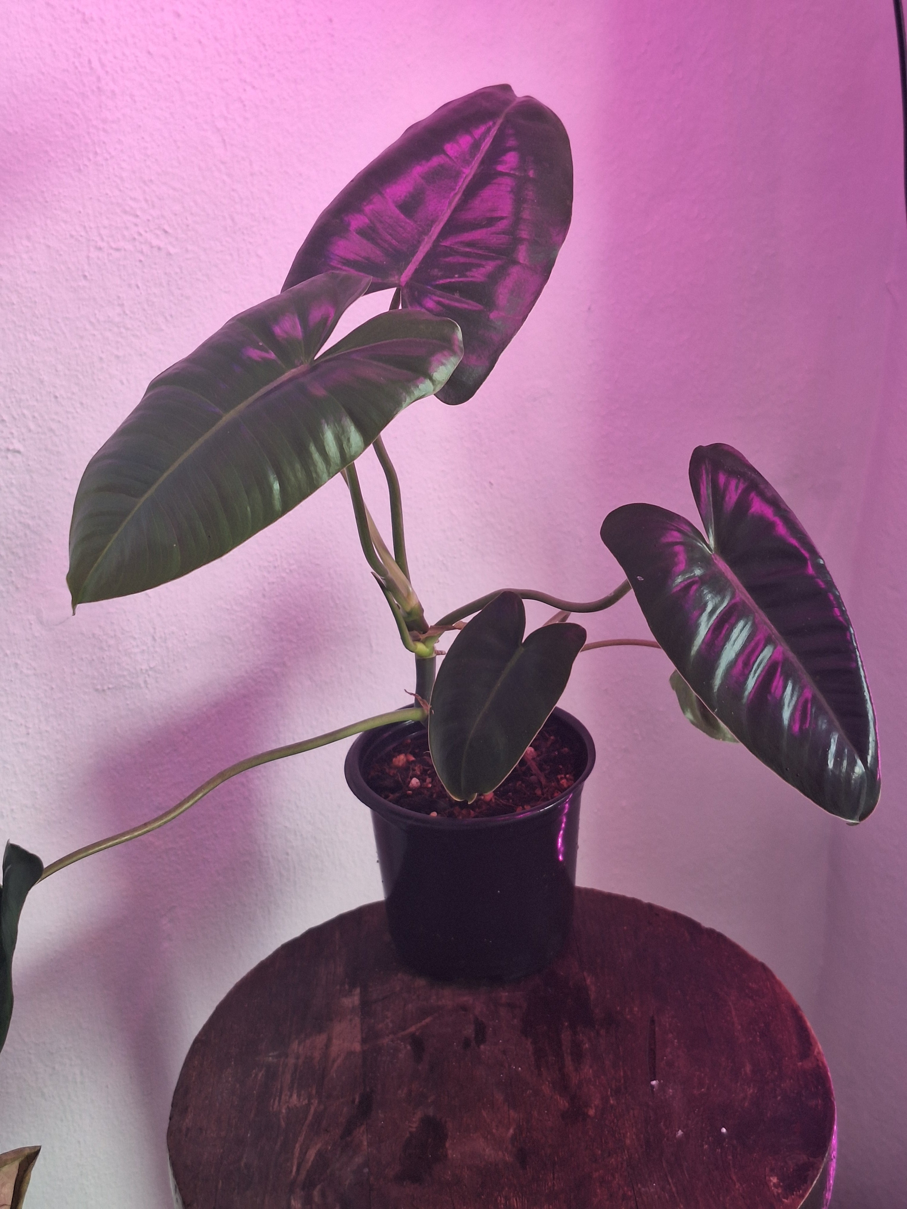 Philodendron Burle Marx Reverted