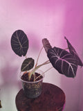 Alocasia Black Velvet