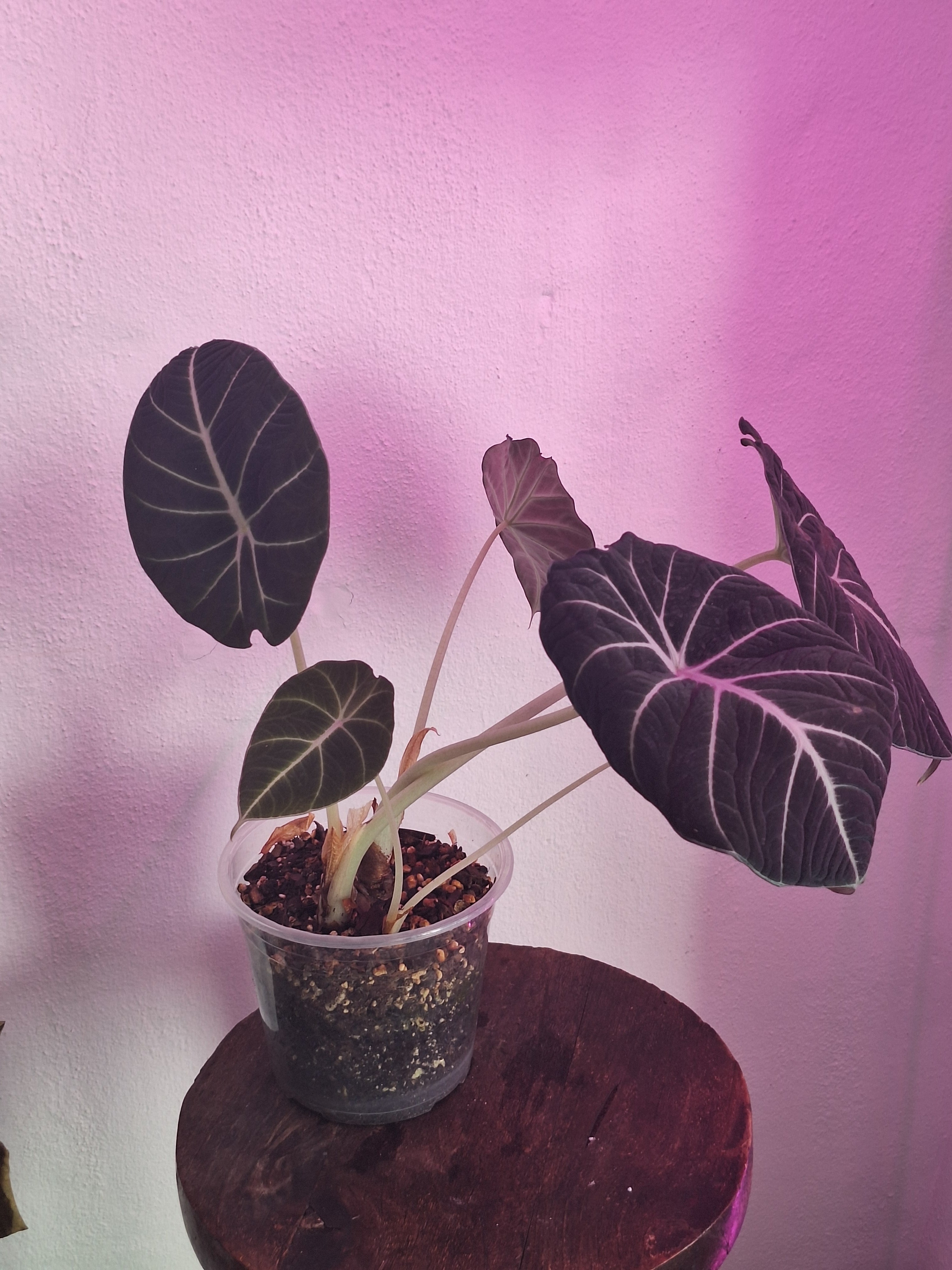Alocasia Black Velvet