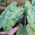 Philodendron Paraiso Verde Cuttings