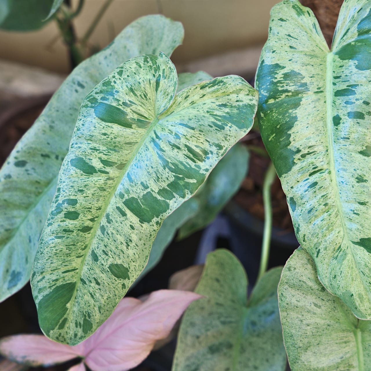 Philodendron Paraiso Verde Cuttings