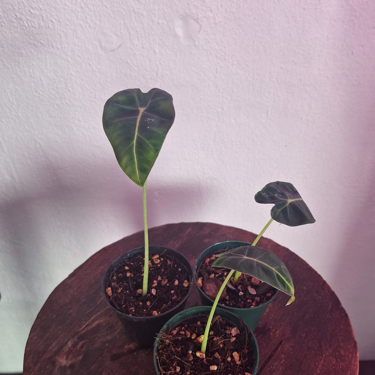 Alocasia Frydek